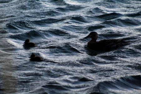 Animals, Ducks, Lake