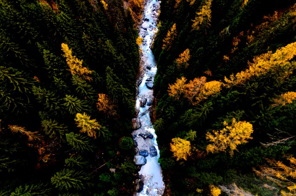 body of water in between tall trees