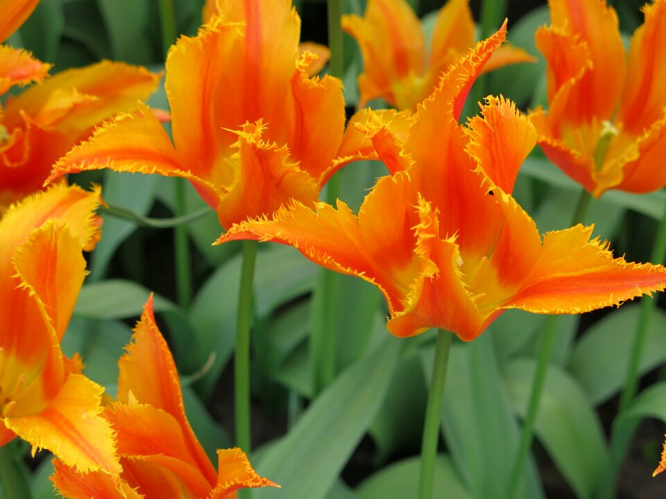 Bright colour tulip nature