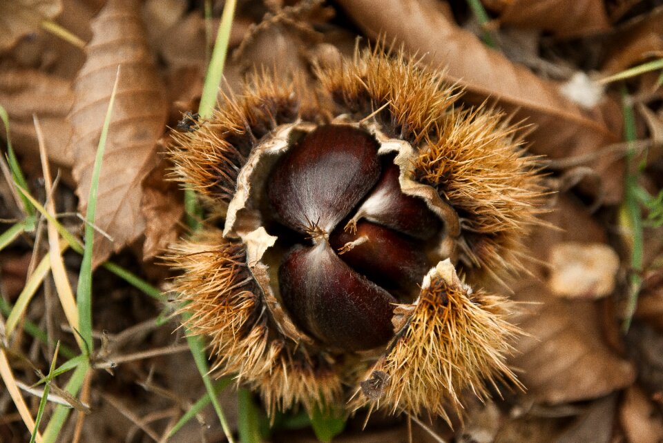 Chestnut quills forest