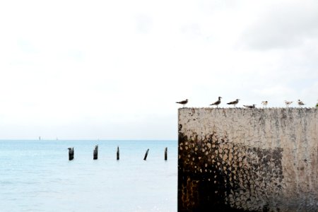 birds on wall near body of water photo