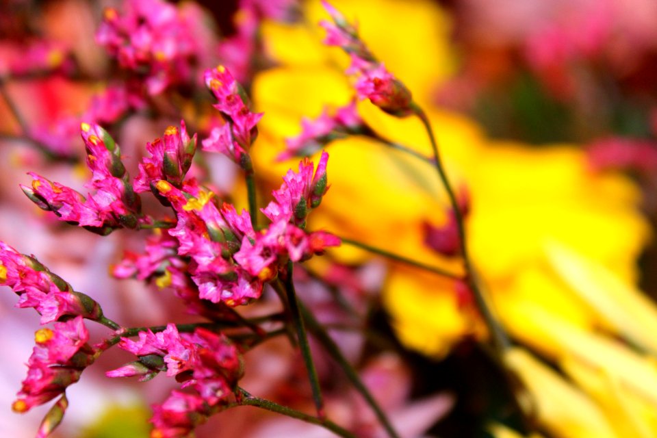 Raleigh, United states, Buds