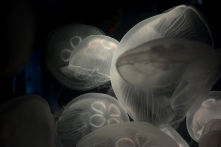 jellyfish photo under water photo