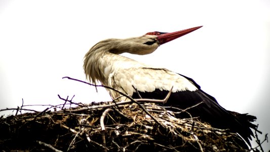 Summer, Nature, Stork