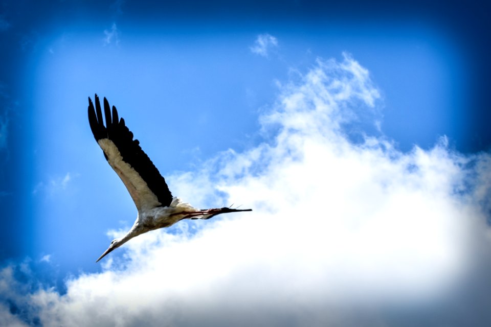 Blue, Sky, Stork