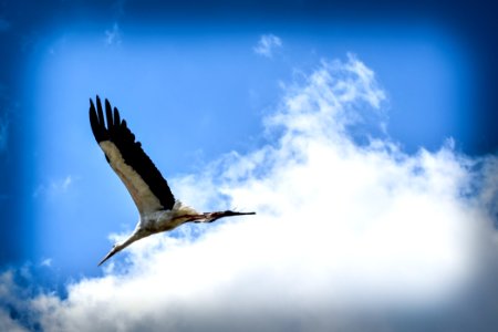 Blue, Sky, Stork photo