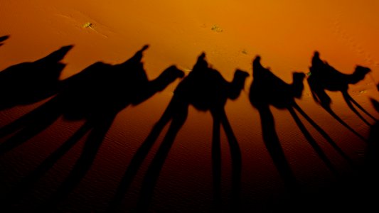 silhouette photography of camels photo
