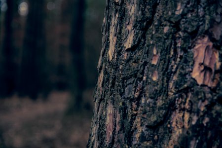 Bark, Forest, Nature