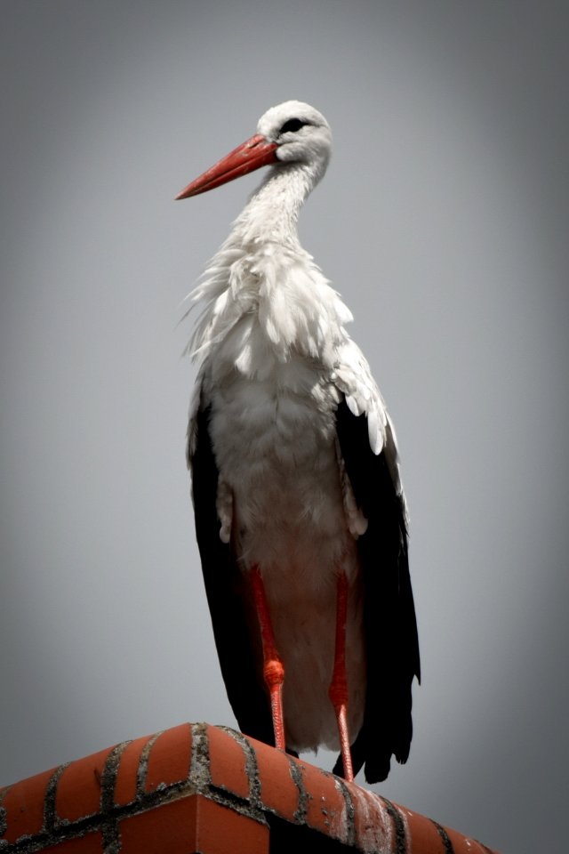 Stork, Bird, Animals