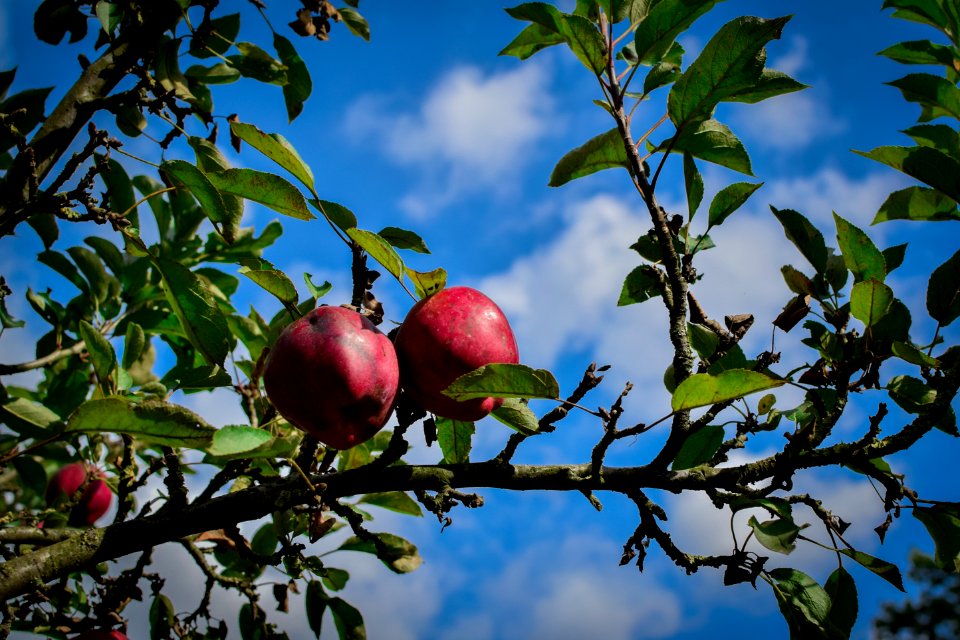 Nature, Summer, Apple tree