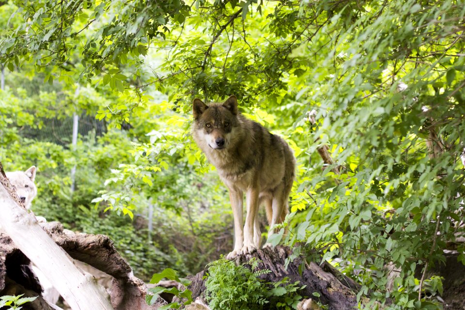 Predator zoo mammal