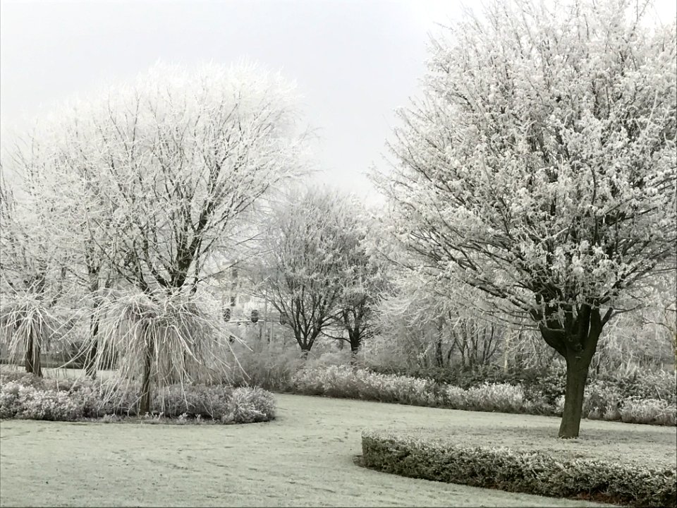 Park, Winter, Trees