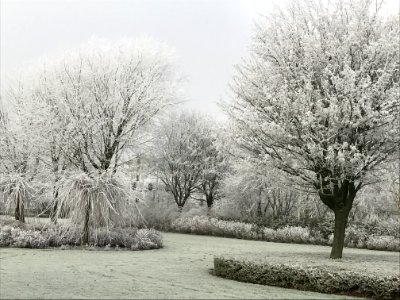 Park, Winter, Trees
