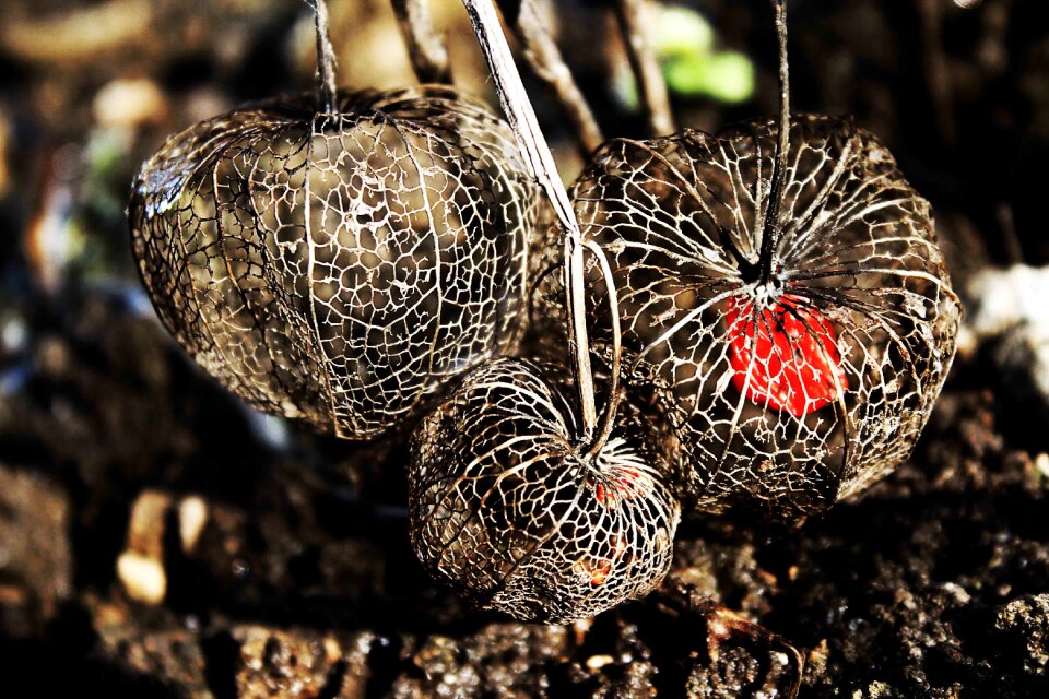 Tender fragile filigree