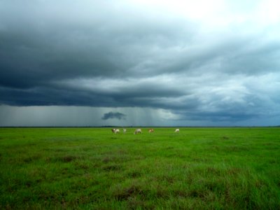 animals on green field under cloudy sky photo