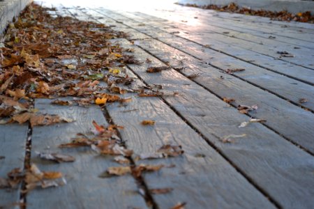 Floor, Wood, Leaves