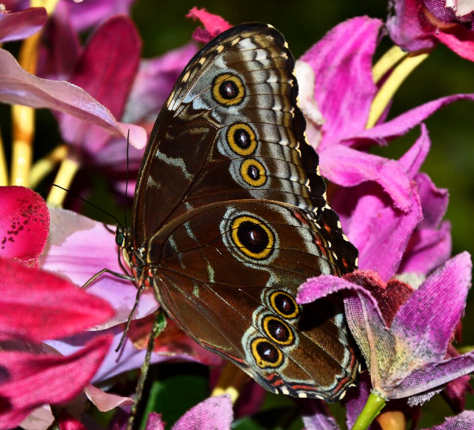 Butterfly brown yellow beautiful