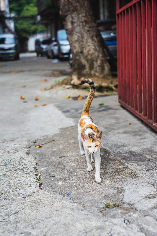 Helios44 58mmf2, Sony a7r, Street cat