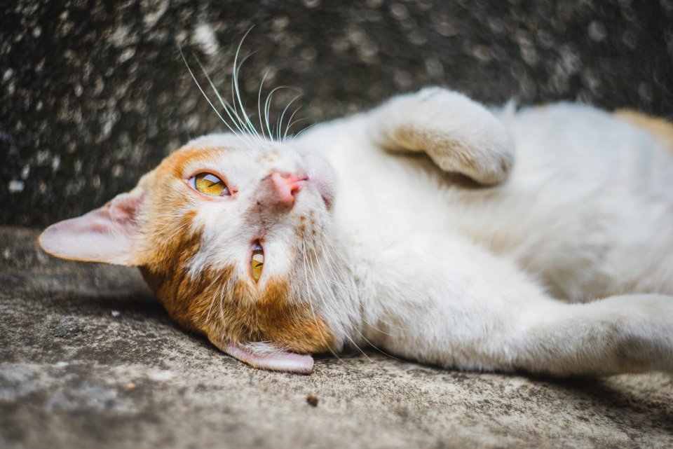 Guangzhou, Street cat