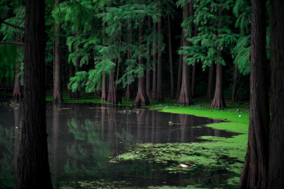 swamp surrounded with green pine trees during daytime