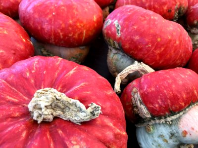 White, Red, Harvest
