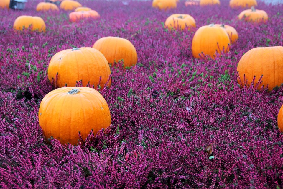 Halloween autumn decoration botany