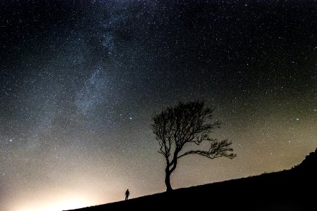 silhouette of person standing along bare tree during nighttime photo
