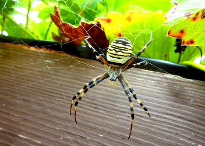 Canvas insect asset