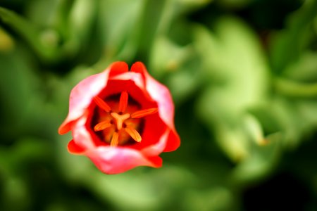 Pilot point, United states, Tulip