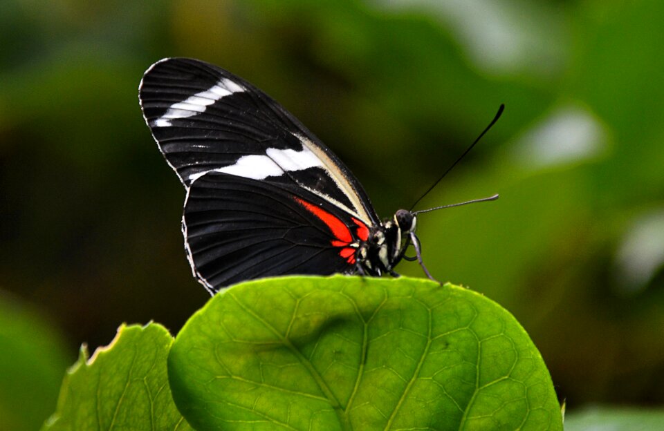 Butterfly black-white leaf