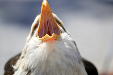Bird animal white tailed eagle