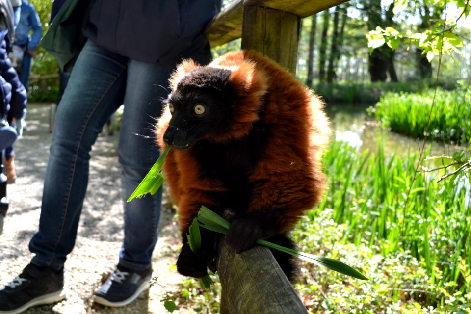 France, Chilled, Mammals