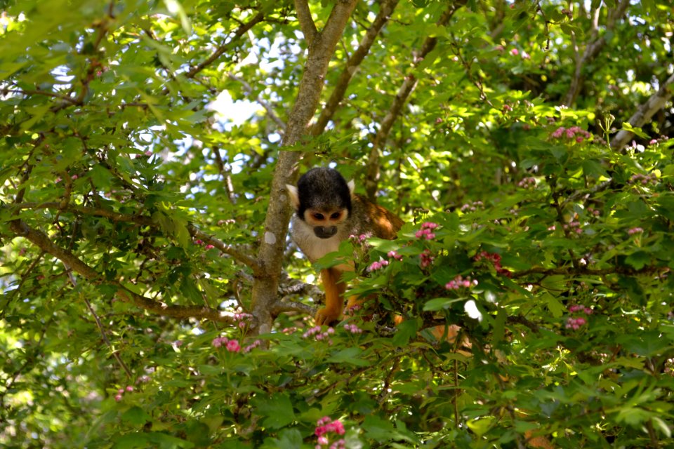 Monkey, A tree, Blossom