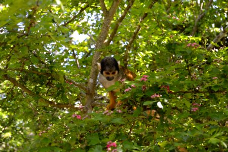 Monkey, A tree, Blossom photo