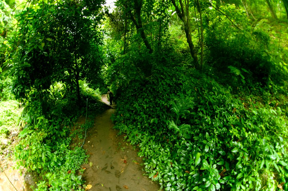 Chiang mai, Thailand, Forest