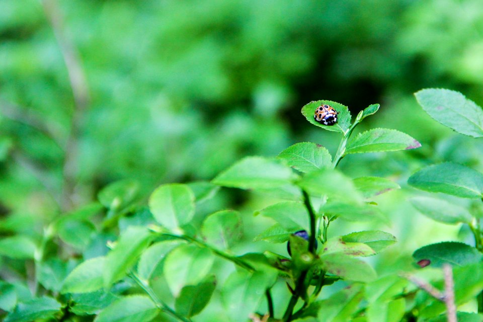 Dots, Orange, Insect photo