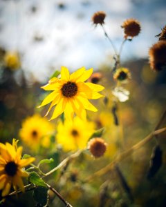 Oak glen, United states, Mountain flower photo