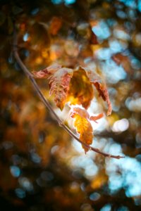 Oak glen, United states, Orange