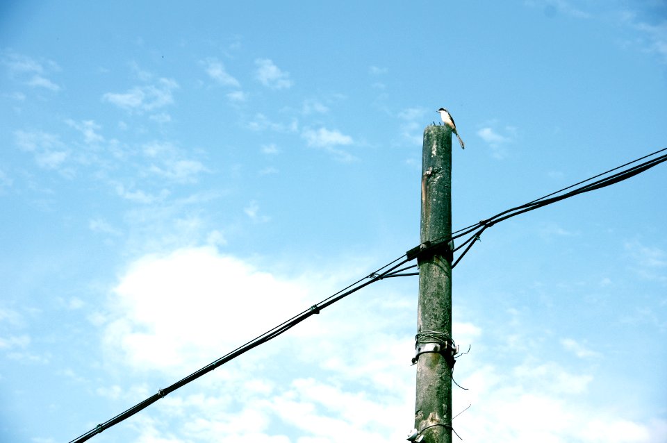 Ziyang, China, Bird