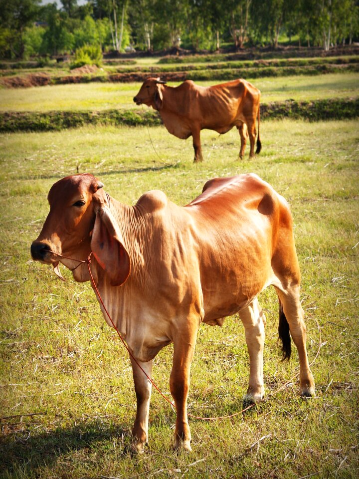 Isolated snout agriculture