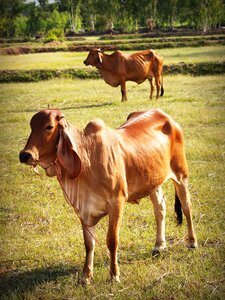 Isolated snout agriculture