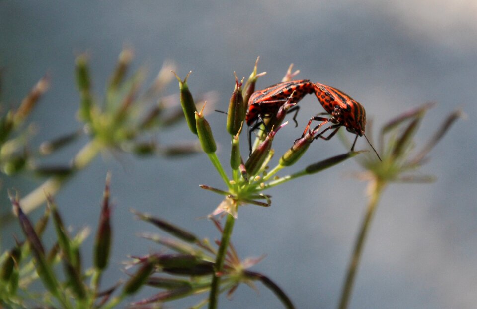 Beetle red love