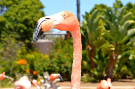 focus photography of flamingos walking near green leafed plants during daytime