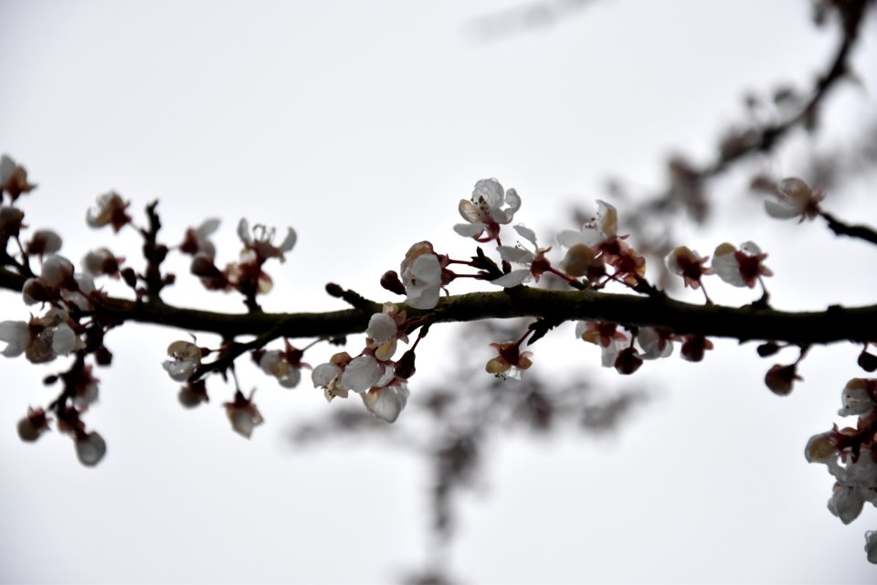 Hampshire, United kingdom, Blossom
