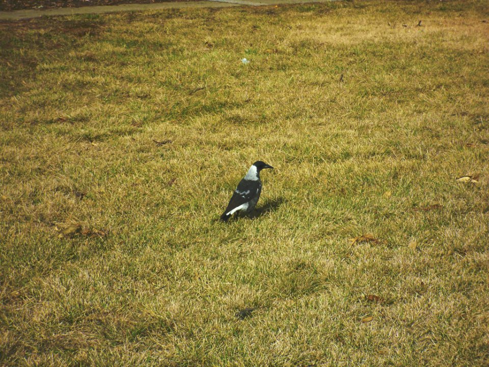 Australia, Lawn, Grass