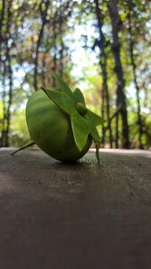 Mangrove fruit indonesian