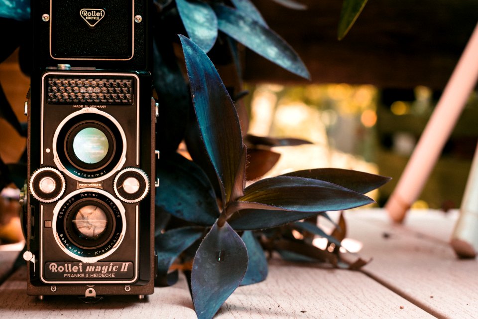 Color, Nature, Plants