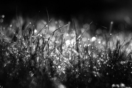 Morning, Dew, Nature