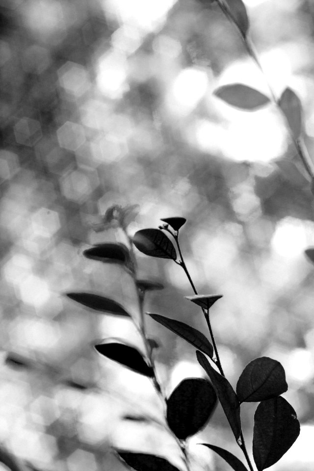 Nature, Hexagon, Leaf