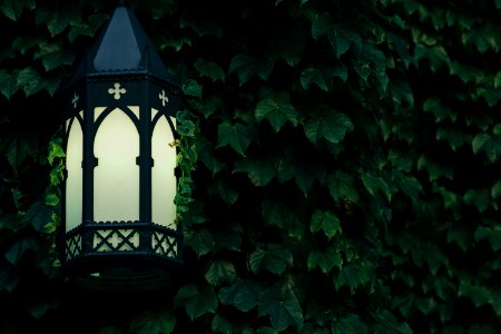 green leaf plant and black metal framed lantern